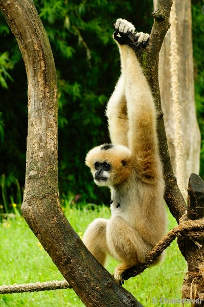 _DSC0469.JPG - Watwanggibbon