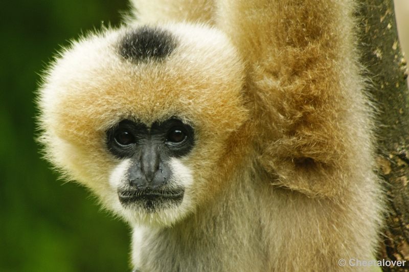 _DSC0471.JPG - Watwanggibbon