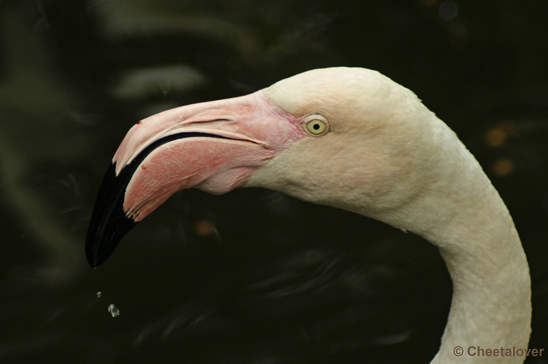 _DSC0513.JPG - Europese Flamingo