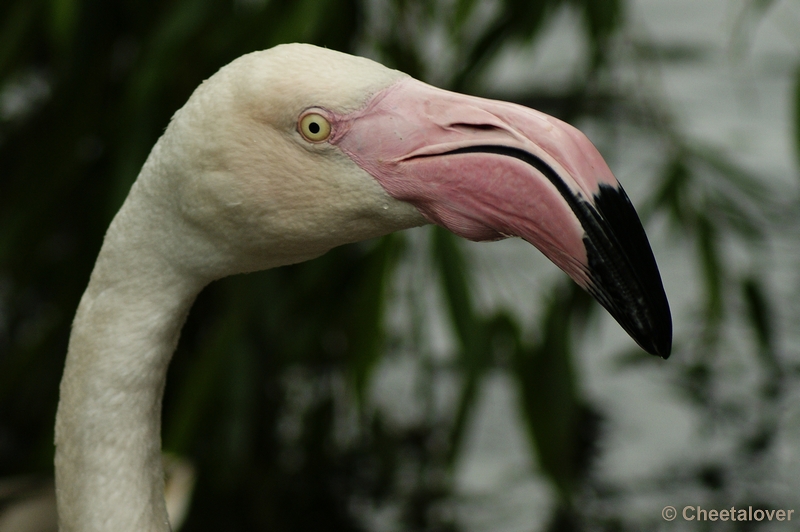 _DSC0517.JPG - Europese Flamingo