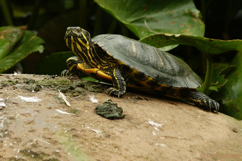 _DSC0083.JPG - Schildpad