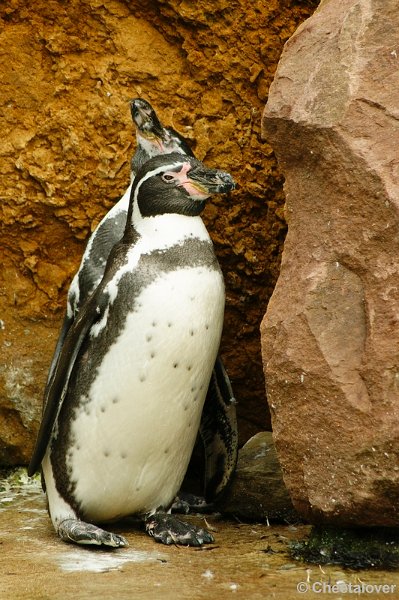 _DSC0085.JPG - Zwartvoetpinguin