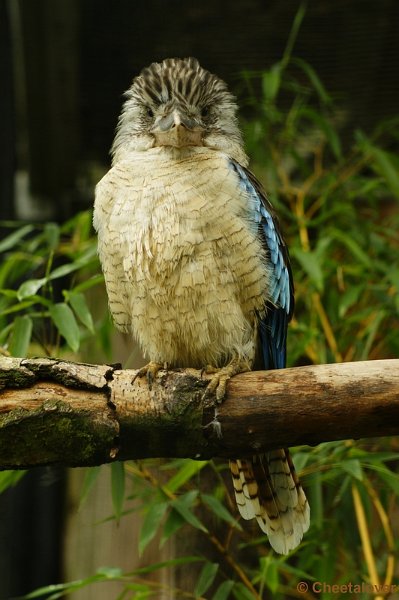 _DSC0108.JPG - Kookabaru