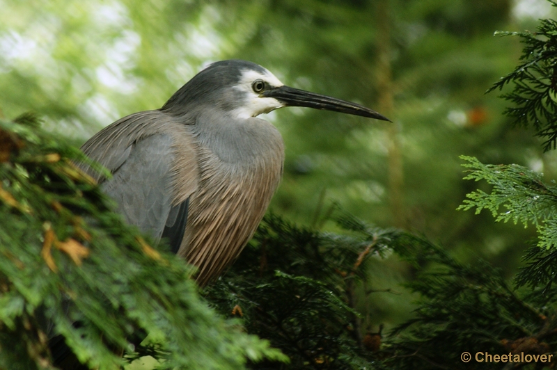 _DSC0112.JPG - Reiger