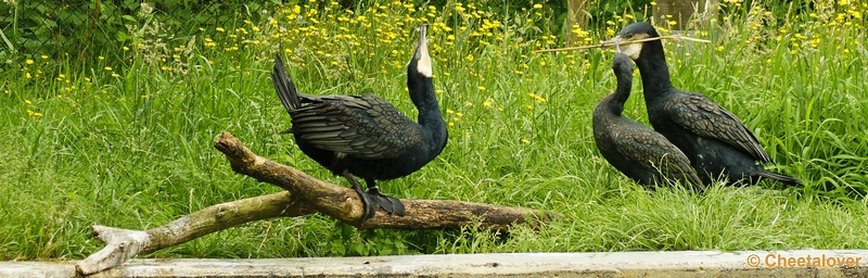 _DSC0002kopie.JPG - Aalscholver