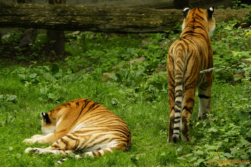 _DSC0016.JPG - Siberische Tijger