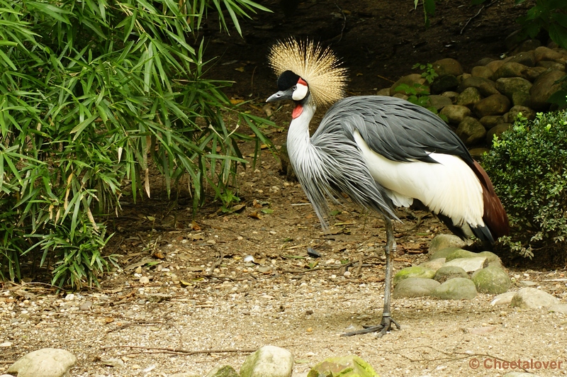 _DSC0172.JPG - Kroonkraanvogel