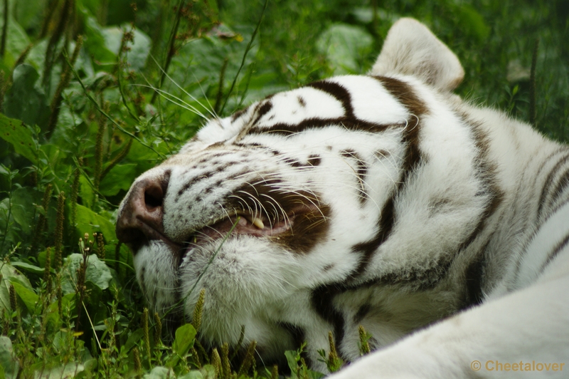 _DSC0241.JPG - Witte Tijger