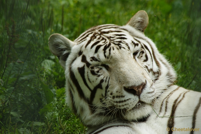 _DSC0245.JPG - Witte Tijger