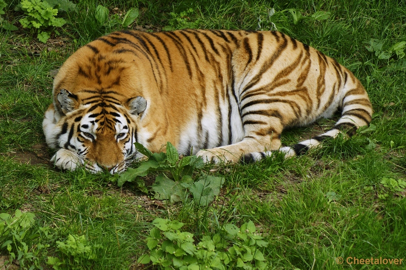 _DSC0299.JPG - Siberische Tijger