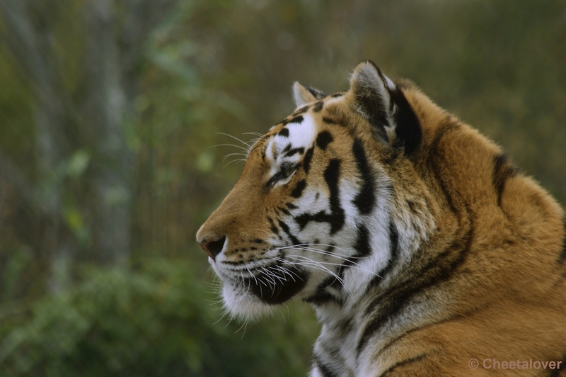 _DSC0348.JPG - Siberische Tijger