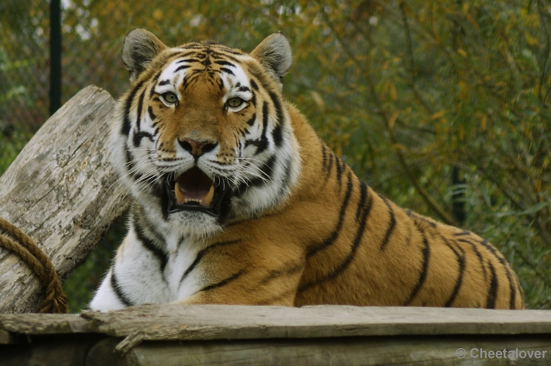 _DSC0396.JPG - Siberische Tijger