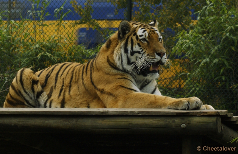 _DSC0445.JPG - Siberische Tijger