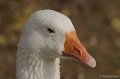 _DSC3854kopie