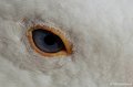 _DSC3857kopie