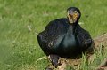 _DSC3889kopie