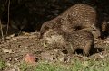_DSC3907kopie