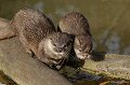 _DSC3942kopie