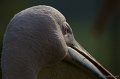 _DSC3963kopie