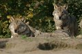 _DSC3990kopie