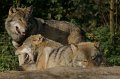 _DSC3991kopie