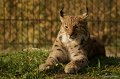 _DSC4079kopie
