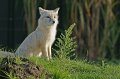 _DSC4102kopie