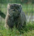 _DSC4161kopie
