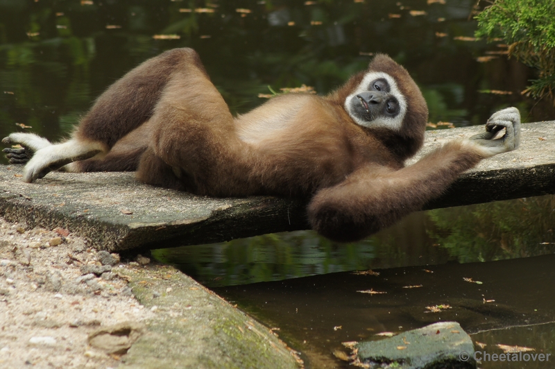 DSC05741.JPG - Withandgibbon