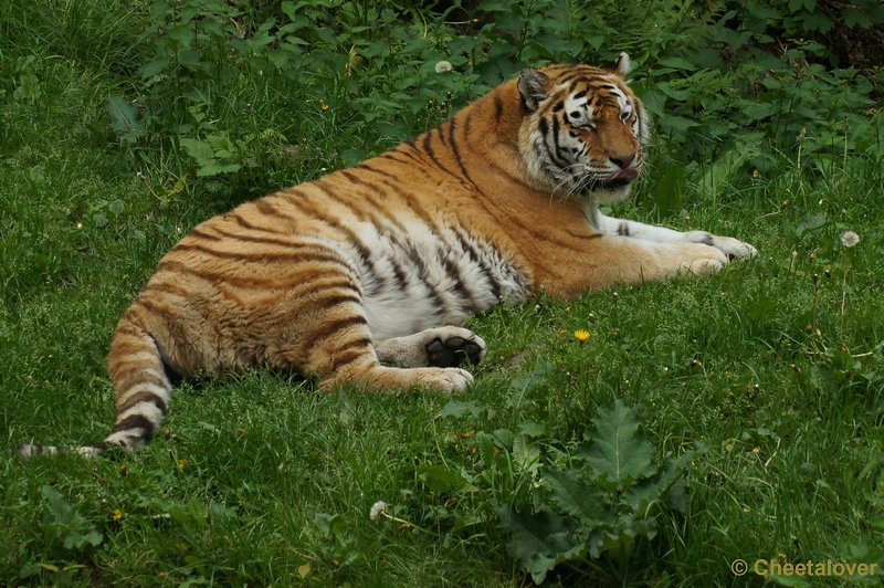 DSC06133.JPG - Siberische Tijger