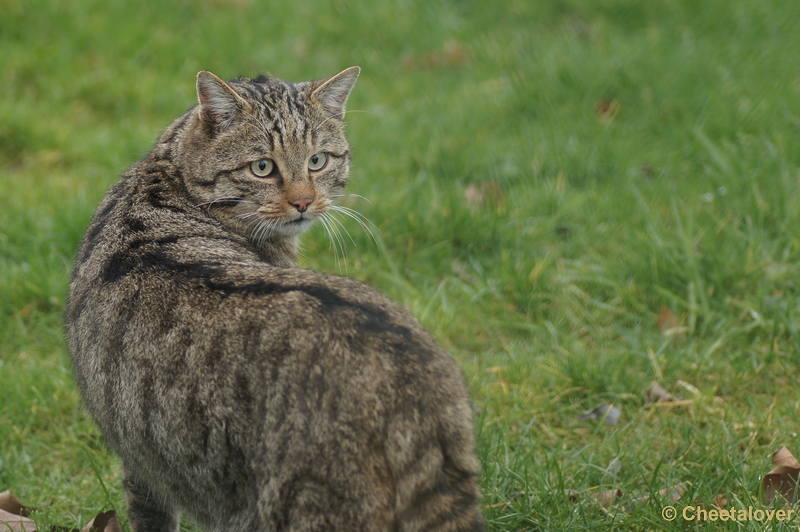 DSC00797.JPG - Europese Wilde Kat