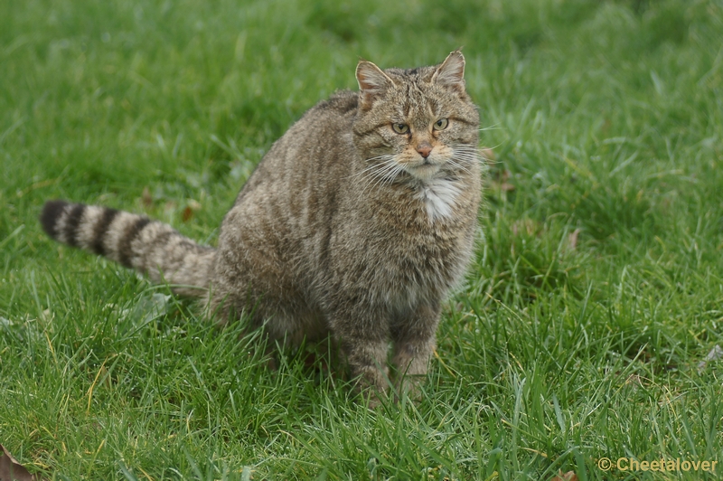 DSC00809.JPG - Europese Wilde Kat