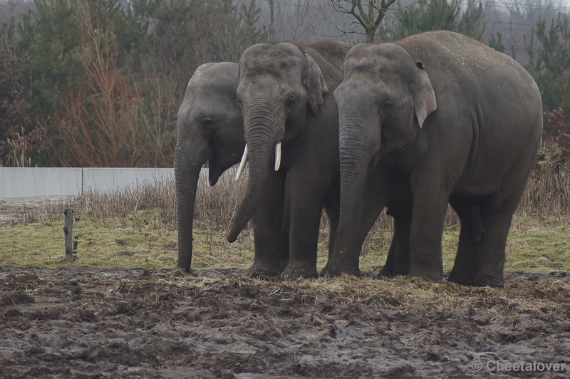 DSC00834.JPG - Aziatische Olifant