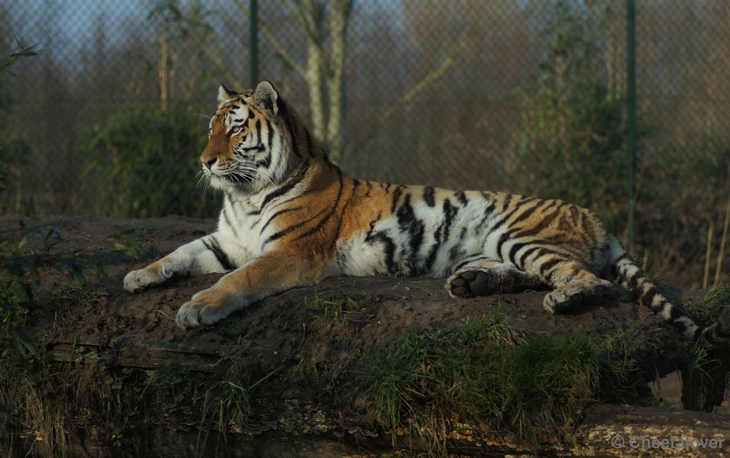 DSC01331.JPG - Siberische Tijger