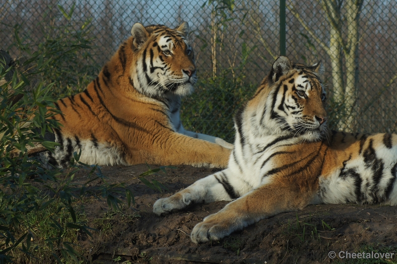 DSC01354.JPG - Siberische Tijger