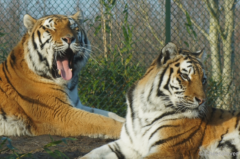 DSC01365.JPG - Siberische Tijger...aan het geeuwen