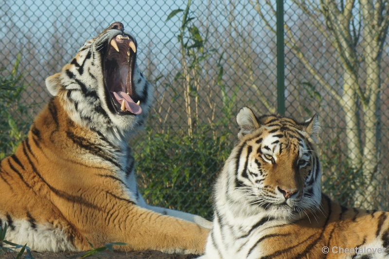 DSC01380.JPG - Siberische Tijger...en nog een beetje verder..