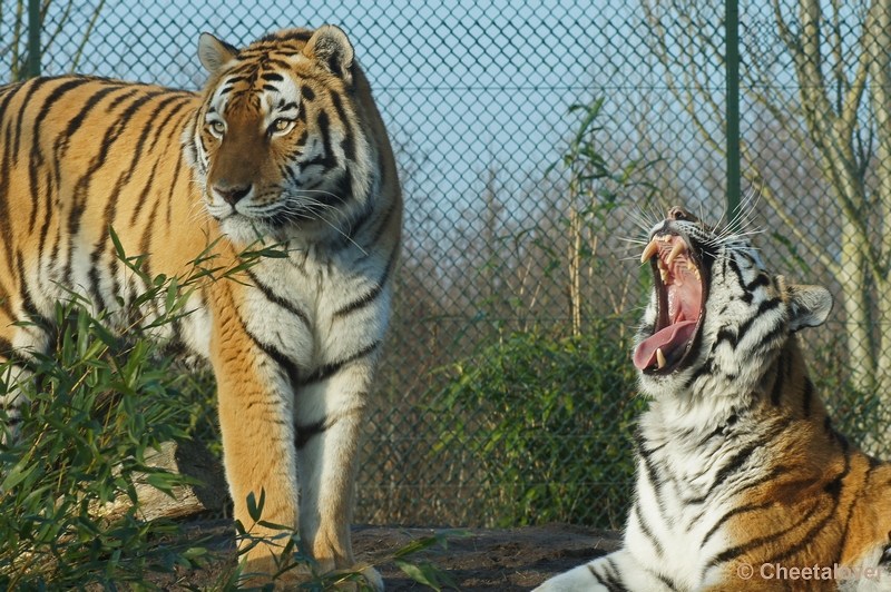 DSC01390.JPG - Siberische Tijger...dat kan ik ook hoor...