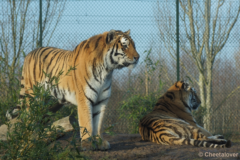 DSC01395.JPG - Siberische Tijger