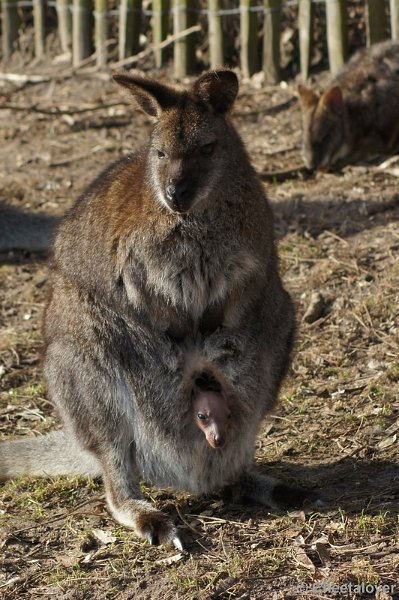 DSC02016.JPG - Wallabi met jong in de buidel