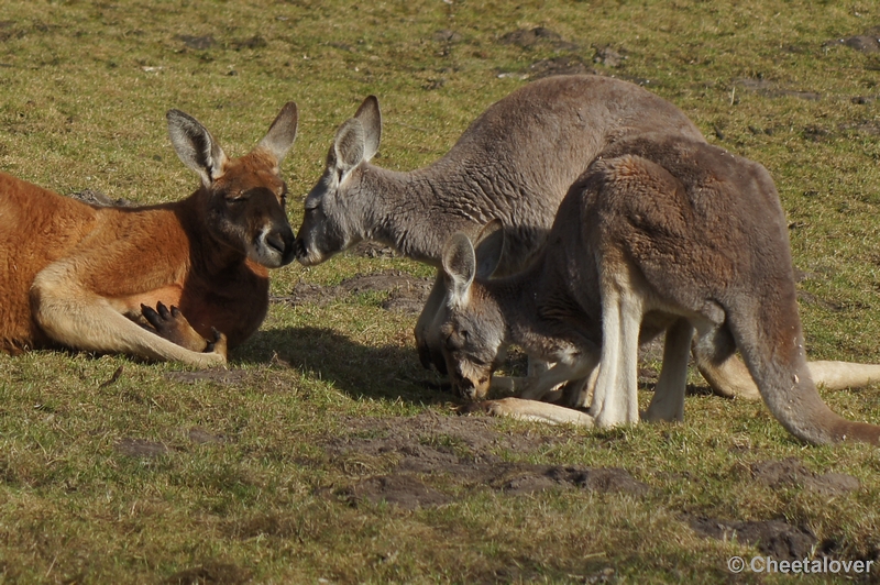 DSC02057.JPG - Reuzenkangoeroe en Wallabi