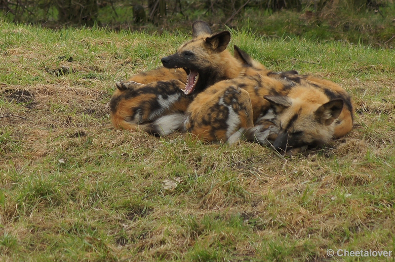 DSC02489.JPG - Afrikaanse Wilde Hond