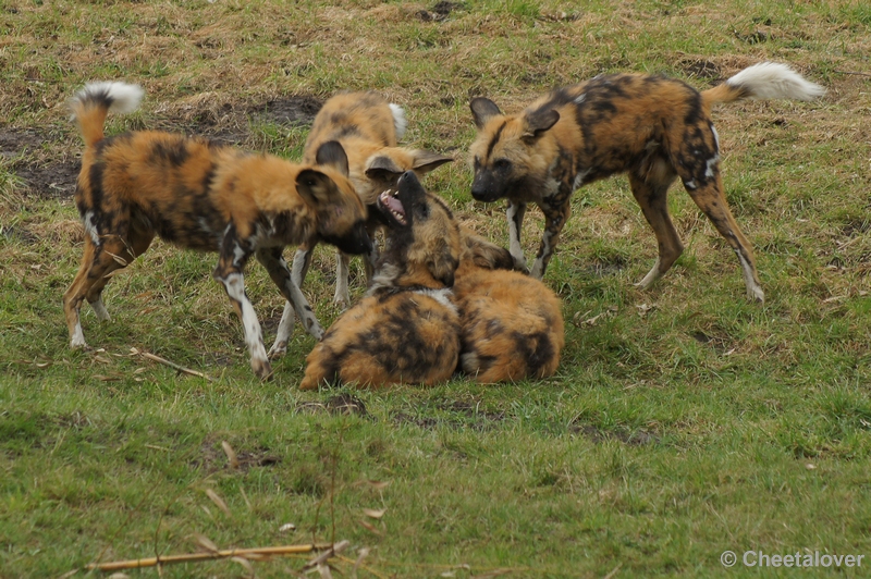 DSC02520.JPG - Afrikaanse Wilde Hond