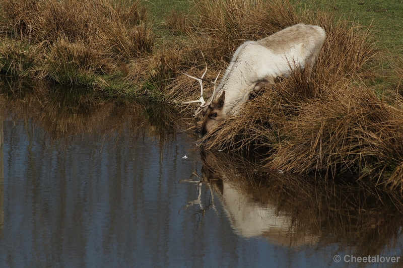 DSC03142.JPG - Eland