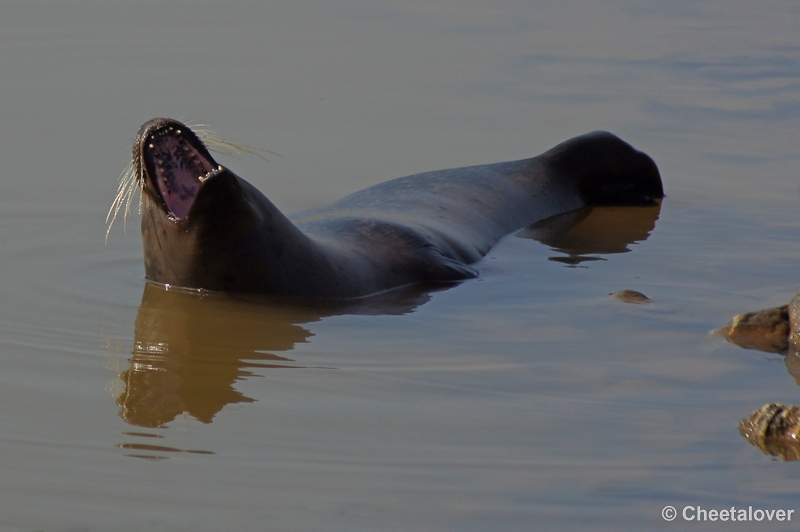 DSC03164.JPG - Zeehond...lekker lui