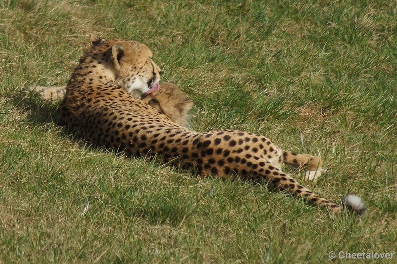 DSC02696.JPG - En na het stoeien volgt er een wasbeurt