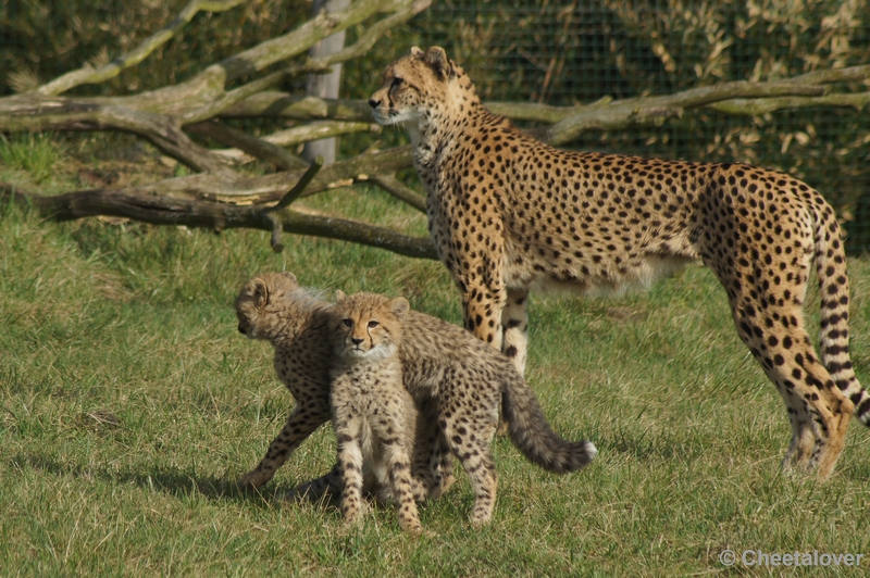 DSC02712.JPG - Trotse moeder met twee van haar welpen (totaal 4 welpen)