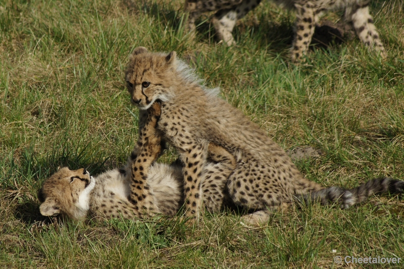 DSC02757.JPG - Lekker stoeien met elkaar