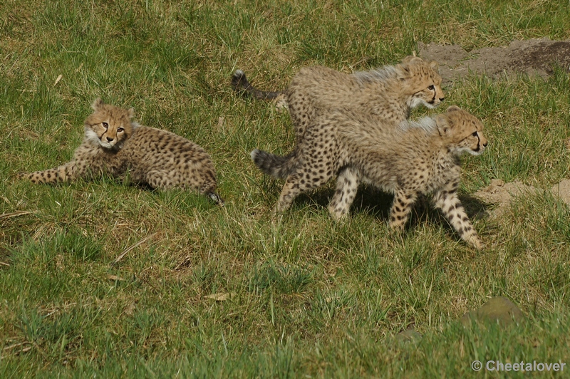DSC02799.JPG - Met z'n drietjes...en waar is nummer 4?