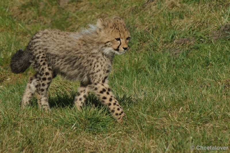 DSC02904.JPG - Wat een prachtige dieren zijn het toch